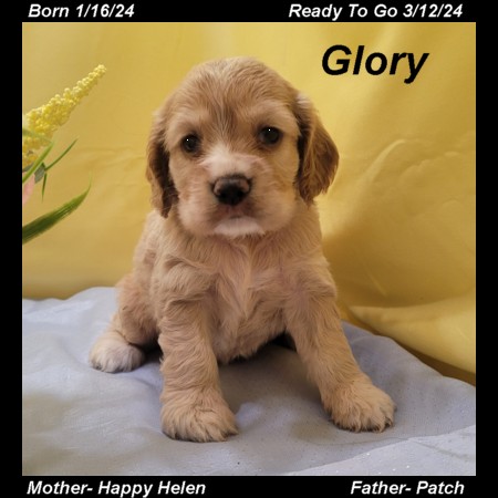 puppy, for, sale, Cocker Spaniel, Joe & Cherri  Overlease, dog, breeder, Miller, MO, dog-breeder, puppy-for-sale, forsale, nearby, find, puppyfind, locator, puppylocator, aca